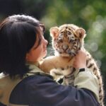 11 Tiger Cubs Appear Together in Kunming to Meet Tourists 