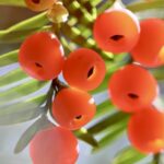 a Rare Winter Wonder Chinese Yews in Full Bloom Video Poster 