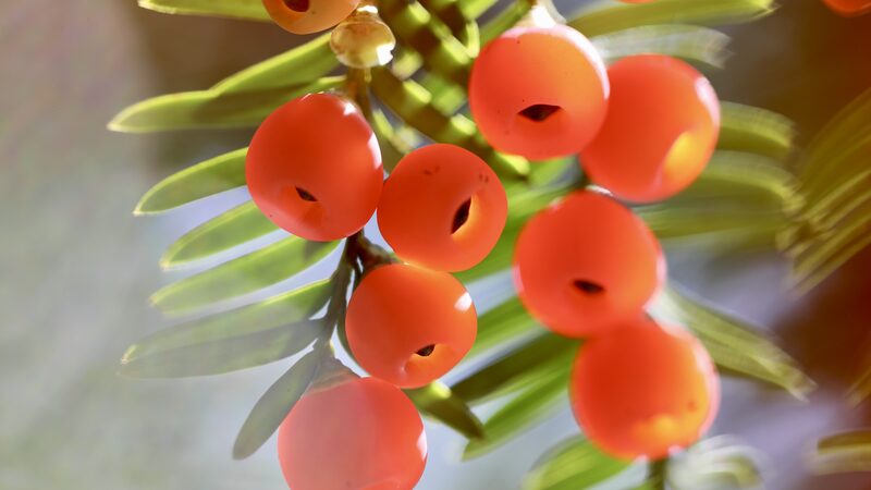 a Rare Winter Wonder Chinese Yews in Full Bloom Video Poster 
