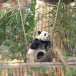 a Slice of Chengdu These Pandas Are So Adorable Video Poster 