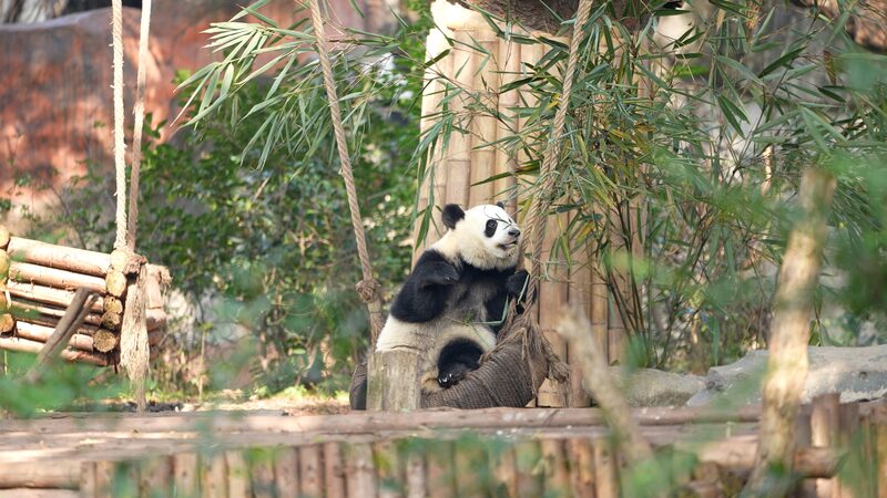 Meet Chengdu’s Adorable Pandas at the Giant Panda Breeding Research Base A slice of Chengdu: These pandas are so adorable video poster