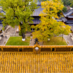 Ancient Ginkgo Trees in Zhejiang draped in Golden Clothes 