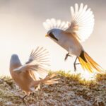 Bearded Reedlings Put on Winter Ballet in Heilongjiang 