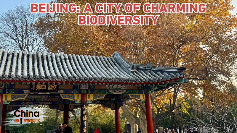 Beijing: A city of charming biodiversity video poster