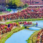 Broomsedge in Shanghai Fluffy Like a knitting Wool Ball 