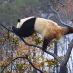 Check out a Real life kung Fu Panda in Nw China Video Poster