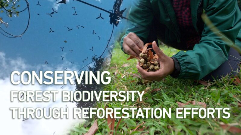 Replanting Hope: Malaysia’s Reforestation Efforts to Save Endangered Trees Conserving Forest Biodiversity through Reforestation Efforts video poster