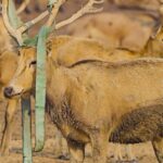 Crowning Glory Milu Deers Unique Mating Display 