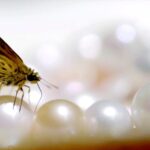 Explore Freshwater Pearl Farming in Zhejiang Video Poster 