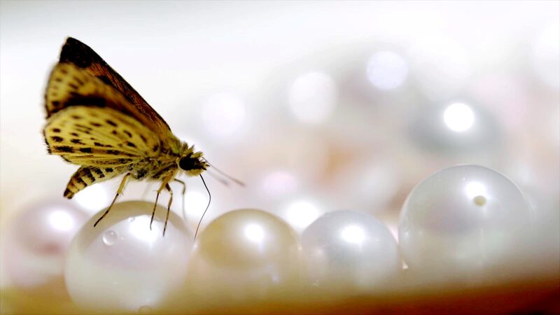 # - My News! Explore Freshwater Pearl Farming in Zhejiang Video Poster