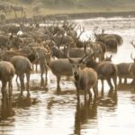 Guardians of the Wetlands Watch over Milu Deer Video Poster 