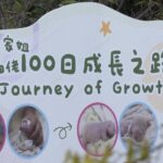 Hong Kong Celebrates 100 Days of Locally born Panda Twins 