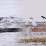 Live Protected Species Thrive in the Liao River Estuary Video Poster 