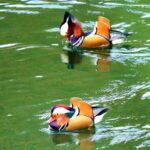 Mandarin Ducks Thrive in Guizhou 
