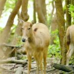 Milu Deer Roam the Sunlit Forests of Dafeng Video Poster 