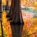 Nanjing Lake Reflection Turns Forests into a Painting like Wonderland 