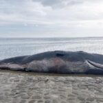 Nations Strive for Climate Funding Consensus As Cop29 Deadline Nears 