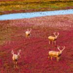 Pere Davids Deer Cross red Carpet on Jiangsu Wetland 