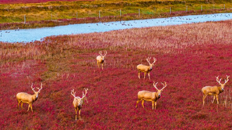 Pere Davids Deer Cross red Carpet on Jiangsu Wetland 