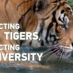 Protecting Wild Tigers Protecting Biodiversity Video Poster 