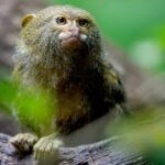 Public Funding for Nature Conservation Stalls at Cop16 