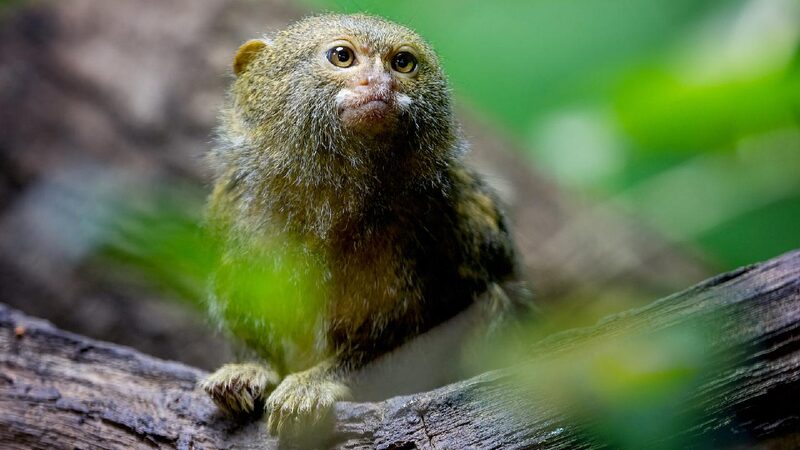 Public Funding for Nature Conservation Stalls at Cop16 