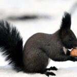 Squirrels Antics Add Cheer to Shenyang Park 