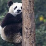 Worlds Captive Panda Population Hits 757 
