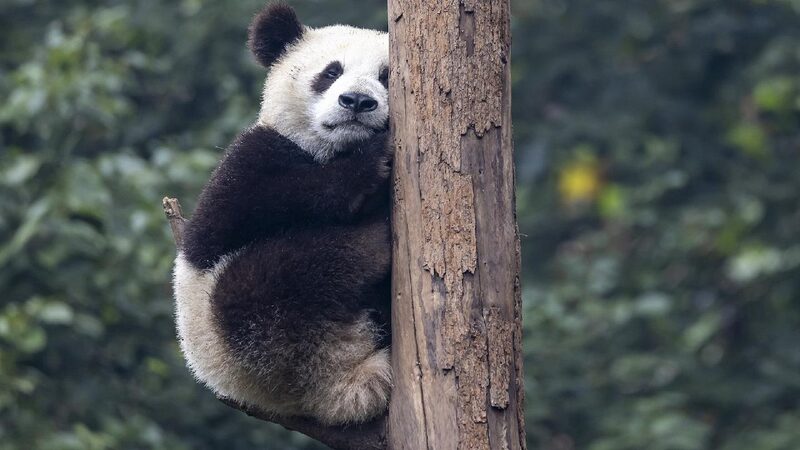 Global Captive Panda Population Reaches 757 as China Boosts Conservation World's captive panda population hits 757