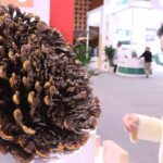 2024 World Conference on Traditional Medicine Opens in Beijing 