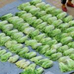 a Seasonal Tradition of Preparing for Winter with Vegetables 