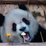 Adorable Giant Pandas Enjoy Leisurely Time in Chongqing 