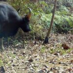 All Life on Earth is Based on Plant Life 