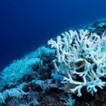 Ancient Climate Crisis Offers Warning on Modern Ocean Acidification 