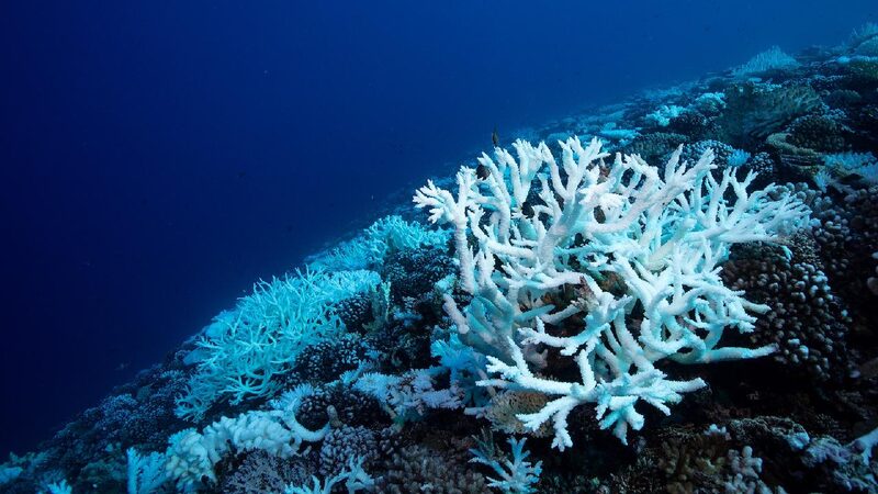 Ancient Climate Crisis Offers Warning on Modern Ocean Acidification 