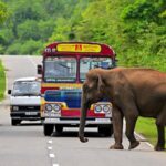 Around 50 Wild Elephants Electrocuted This Year in Sri Lanka 