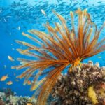 Australian Study Warns Older Animals in Decline Globally 