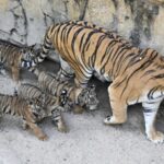 Bengal Tiger Quintuplets Make Debut in Guangzhou 