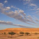 Cop16 to Combat Desertification Opens in Saudi Arabia 