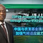 Cop29 Investing in Resilience Through China ifad Partnership 