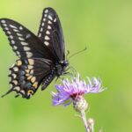 # - My News! Canada Ai Project Hopes to Help Reverse Mass Insect Extinction