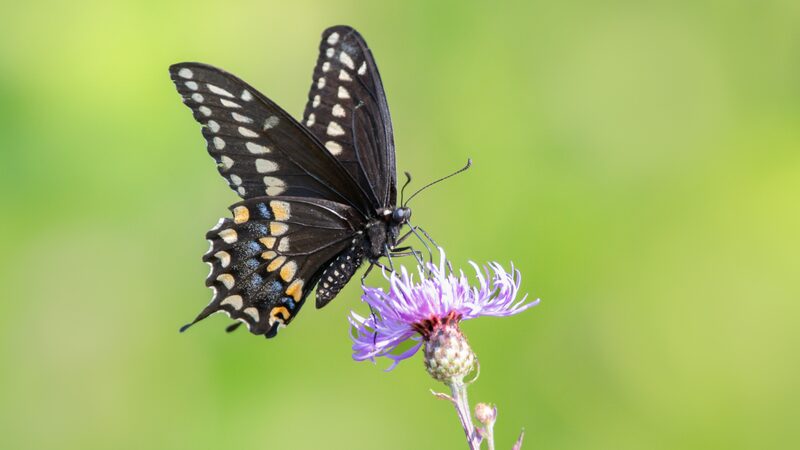 Canada Ai Project Hopes to Help Reverse Mass Insect Extinction 