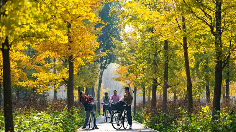 Chaoyang District an Urban Oasis 