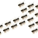# - My News! China Develops Polarization Photodetector Mimicking Desert Ant