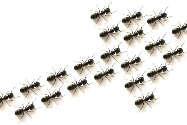# - My News! China Develops Polarization Photodetector Mimicking Desert Ant