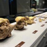 China Discovers Landmark Human Evolution Fossils 