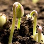 China Releases Comprehensive Digital Soil Database 