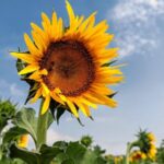 China Sees Warmest Autumn on Record 