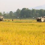 Chinas 2024 Grain Output Tops 700m Tonnes a Record High 