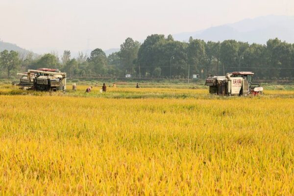 China's 2024 grain output tops 700m tonnes, a record high